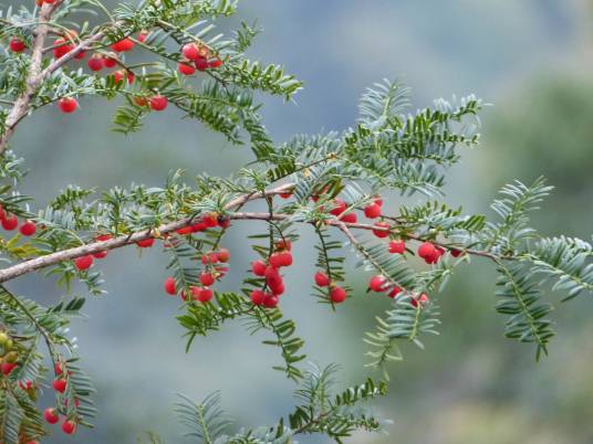红豆杉（红豆杉科红豆杉属植物）