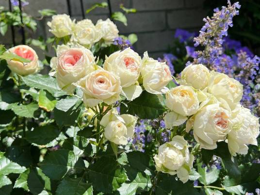 月季‘绒球门廊’