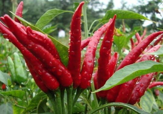 柘城辣椒