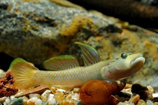 褐吻鰕虎鱼