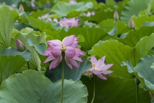 并蒂莲（莲科莲属植物）