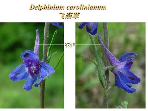 花矩