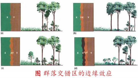边缘效应