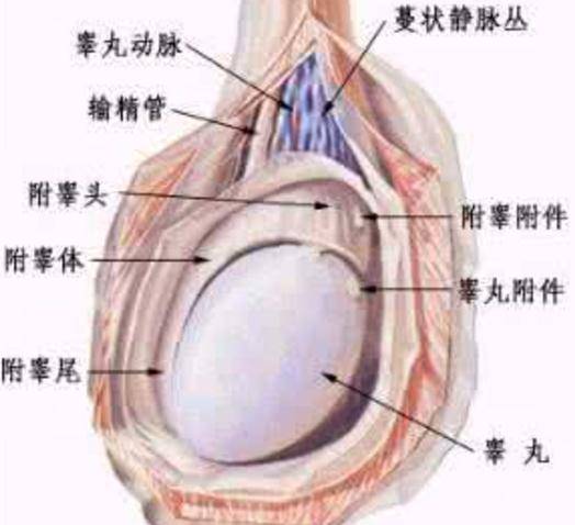 睾丸疝气