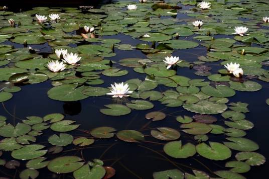 莲花湖（山东省枣庄市莲花湖）