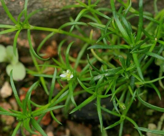 漆姑草（石竹科漆姑草属植物）