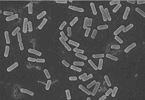 贝莱斯芽孢杆菌