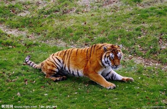 动物行为（动物学术语）