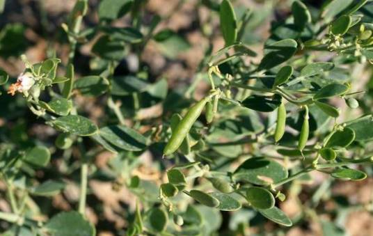 骆驼蹄瓣（中药材）