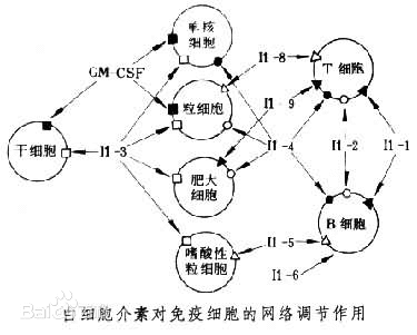 白细胞介素-8
