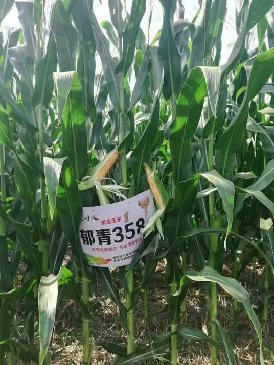 郁青358