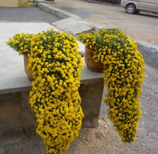 悬崖菊（一种植物名称）