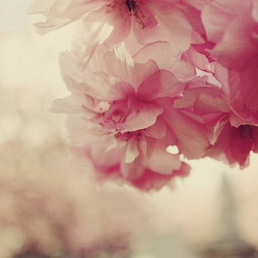 花开花落（1980年孙羽执导电影）