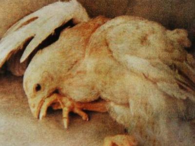 鸡的坏死性肠炎