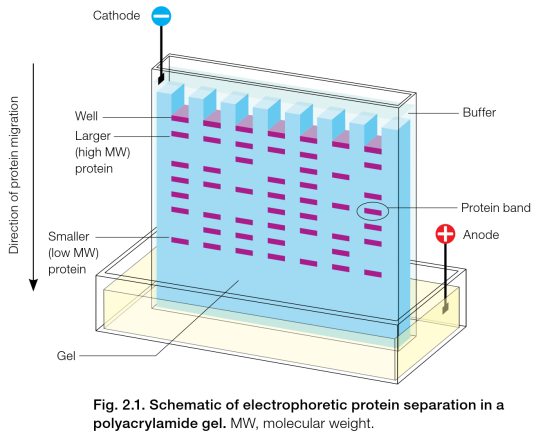 聚丙烯酰胺凝胶电泳(生物学分离技术)