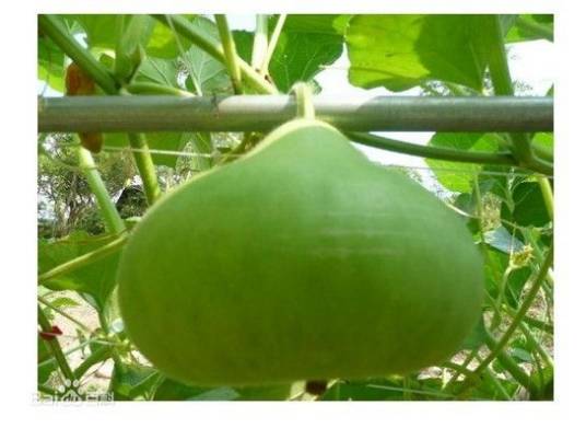 桃南瓜（葫芦科藤本植物）