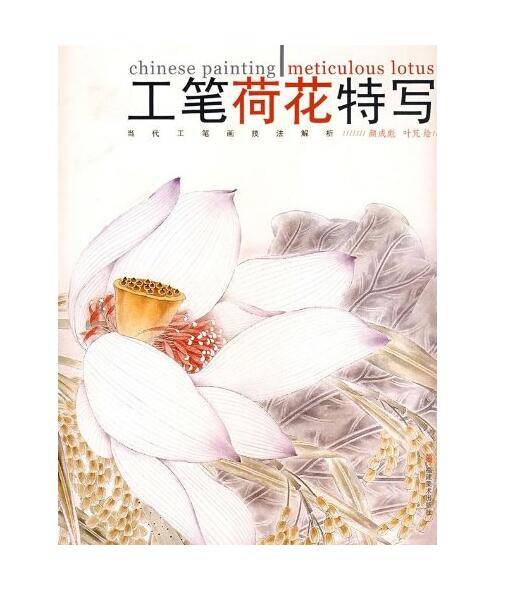 工笔荷花特写