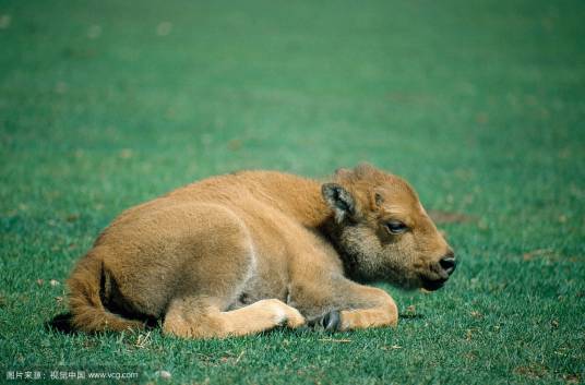 水牛犊
