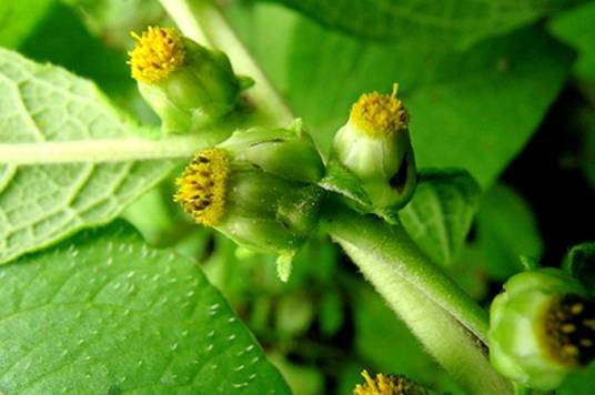 鹤虱（菊科植物天名精的干燥成熟果实）
