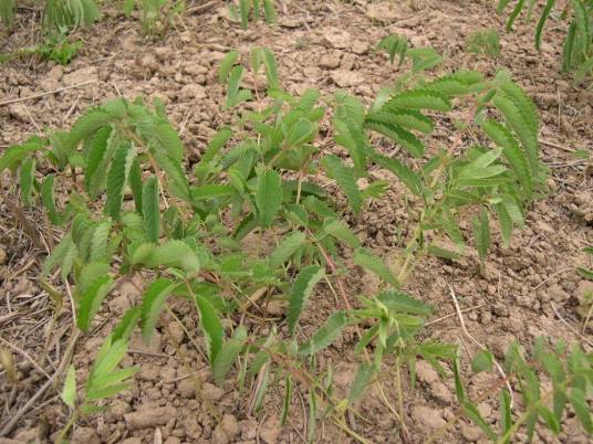 地榆（原变种）