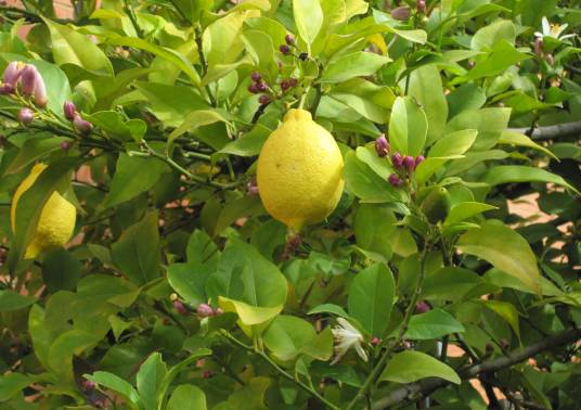 柠檬(芸香科柑橘属植物)