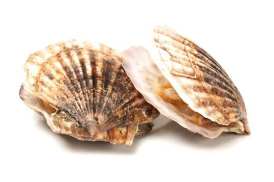 扇贝