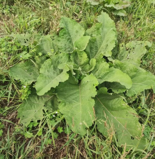 牛蒡（菊科牛蒡属植物）