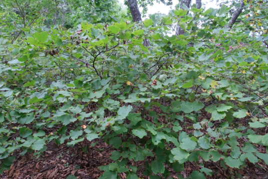 榛（桦木科榛属的一种植物）