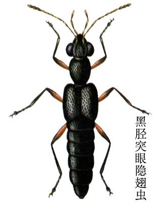 黑胫突眼隐翅虫