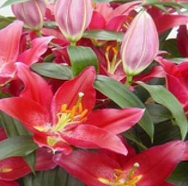 皮克（百合科百合属百合栽培品种）