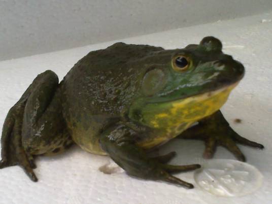 牛蛙（水产品食用动物）