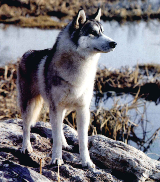 西伯利亚雪橇犬（原产于西伯利亚的雪橇犬犬种）