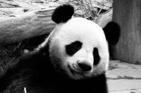 大熊猫创创