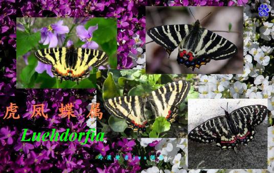 虎凤蝶属