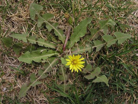 蒲公英（菊科蒲公英属植物）