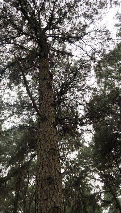 古巴加勒比松优树FS018