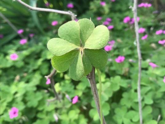 四叶草（豆科车轴草属植物）