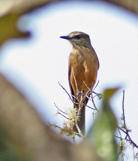 哥伦比亚丛霸鹟