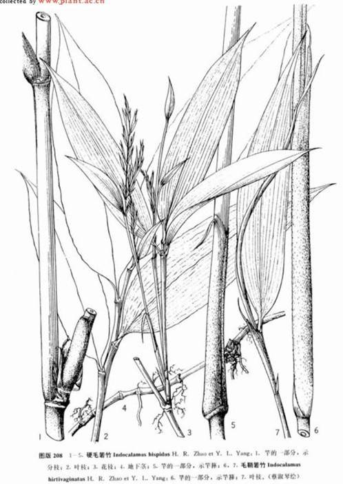 毛鞘箬竹