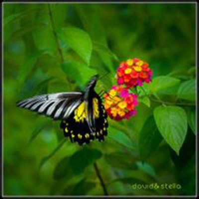 希尔伯特鸟翼裳凤蝶