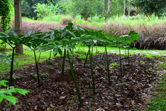 魔芋（天南星科魔芋属植物的统称）