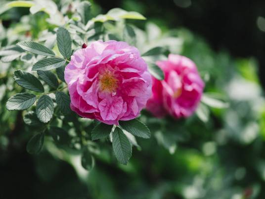 玫瑰花（中药）