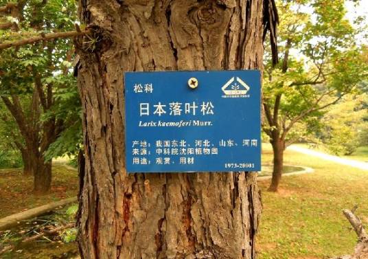 日本落叶松无性系-77052