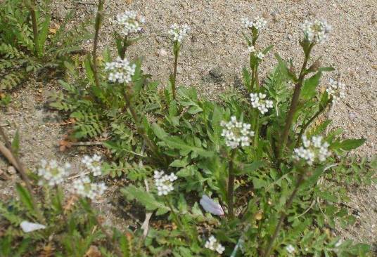 荠（十字花科荠属植物）