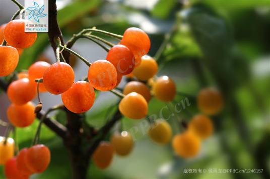 樱桃（蔷薇科李属植物）