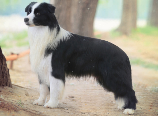 边境牧羊犬（以牧羊闻名的高智商犬种（犬科犬属动物））