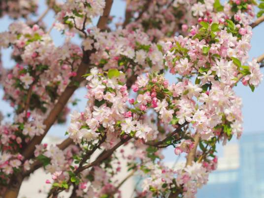 海棠（蔷薇科苹果属植物）