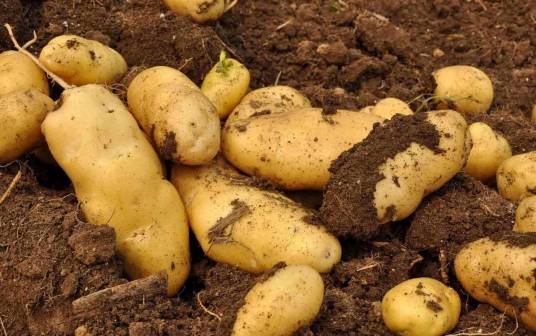 马铃薯（茄科茄属植物）