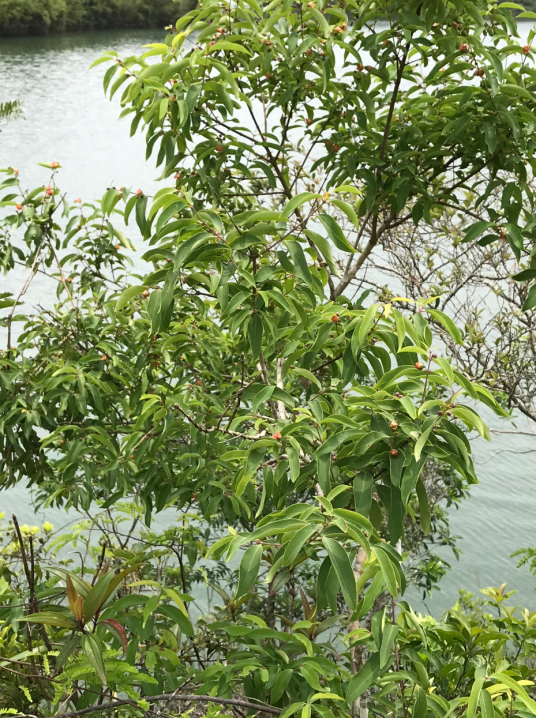 冬青（冬青科冬青属植物）