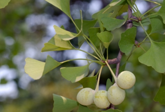 银杏(银杏科银杏属植物)